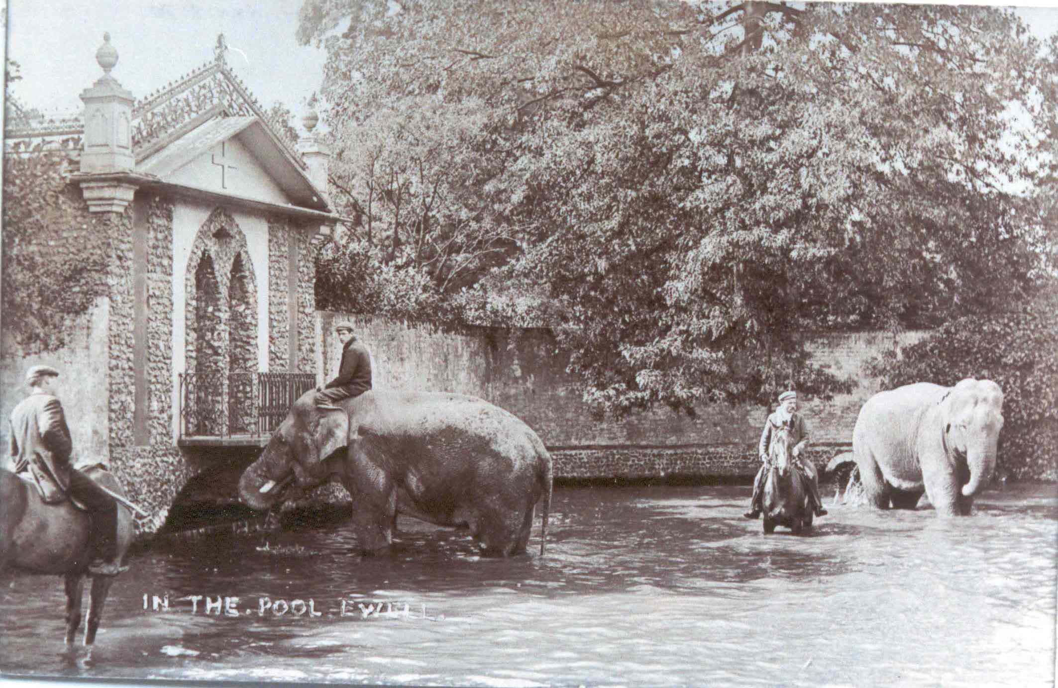Ewell's horse pond 