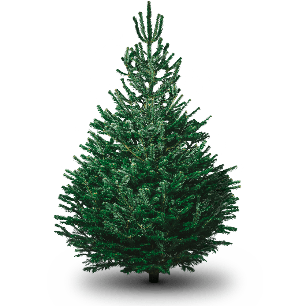Picture of real Christmas tree
